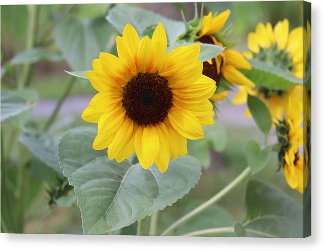 Sunflower Glory - Canvas Print - Customizable