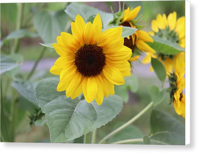 Sunflower Glory - Canvas Print - Customizable