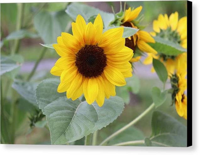 Sunflower Glory - Canvas Print - Customizable