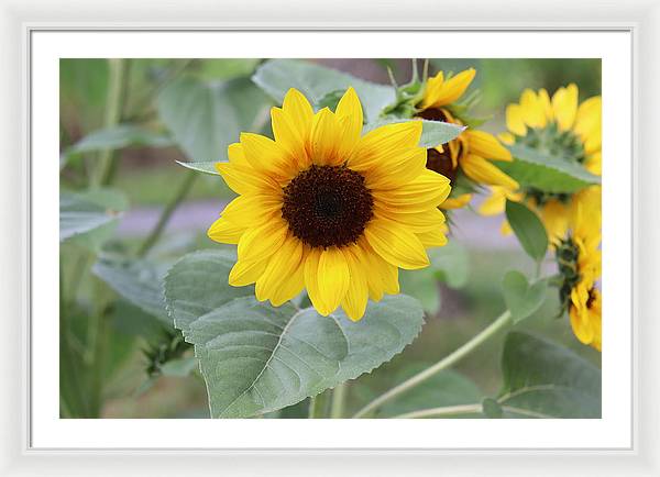 Sunflower Glory - Framed Print - Customizable