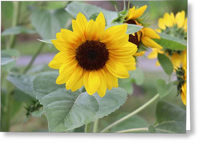 Sunflower Glory - Greeting Card - Customizable