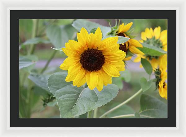 Sunflower Glory - Framed Print - Customizable