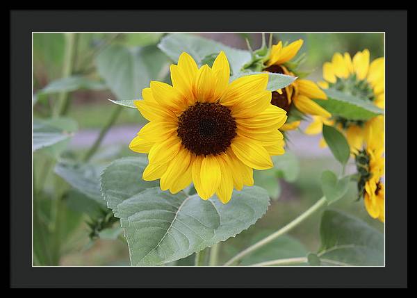 Sunflower Glory - Framed Print - Customizable