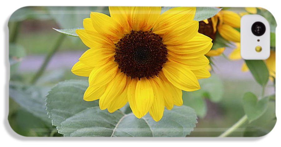 Sunflower Glory - Phone Case - Customizable