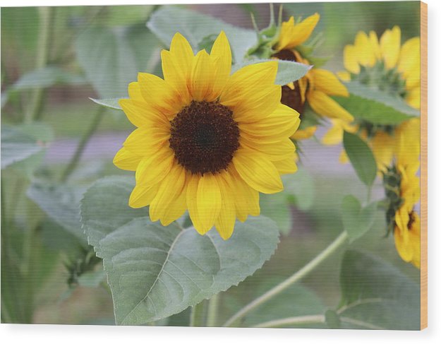 Sunflower Glory - Wood Print - Customizable