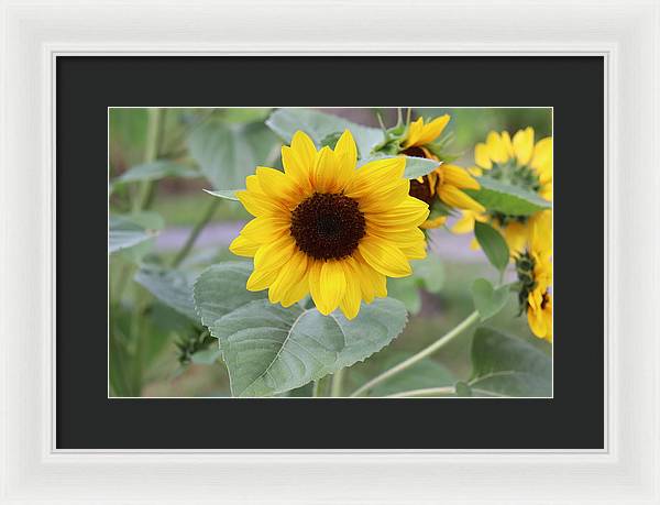 Sunflower Glory - Framed Print - Customizable