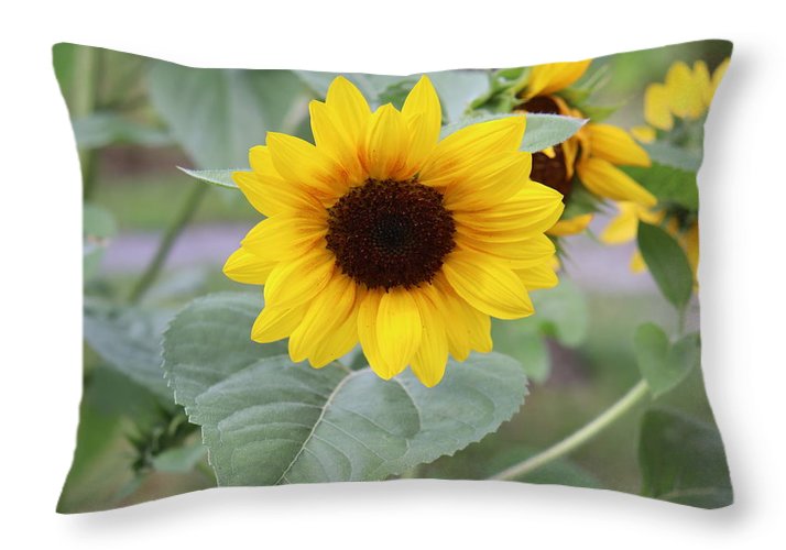 Sunflower Glory - Throw Pillow - Customizable