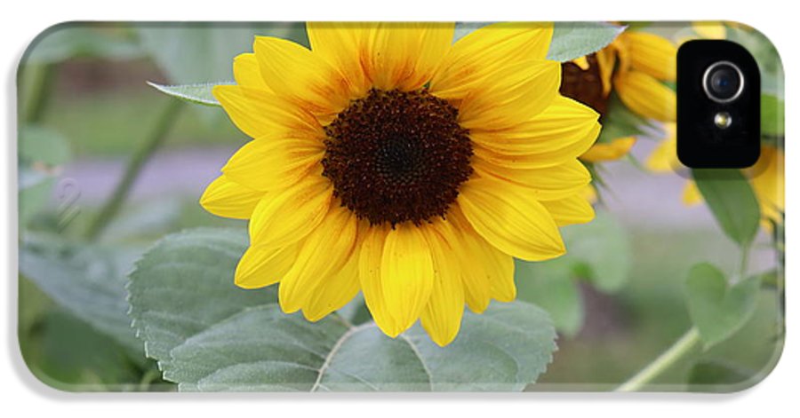 Sunflower Glory - Phone Case - Customizable