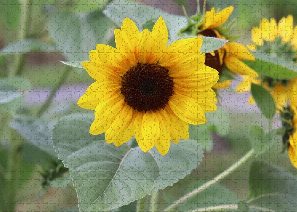 Sunflower Glory - Puzzle - Customizable