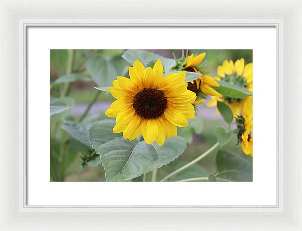 Sunflower Glory - Framed Print - Customizable