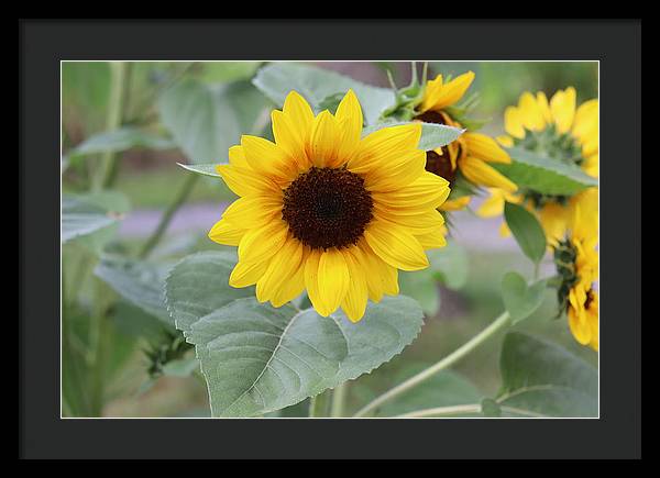 Sunflower Glory - Framed Print - Customizable