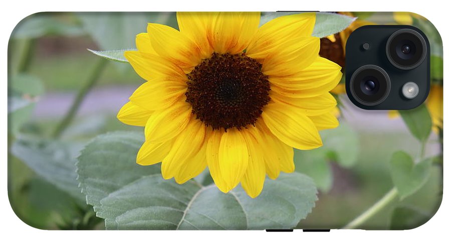 Sunflower Glory - Phone Case - Customizable