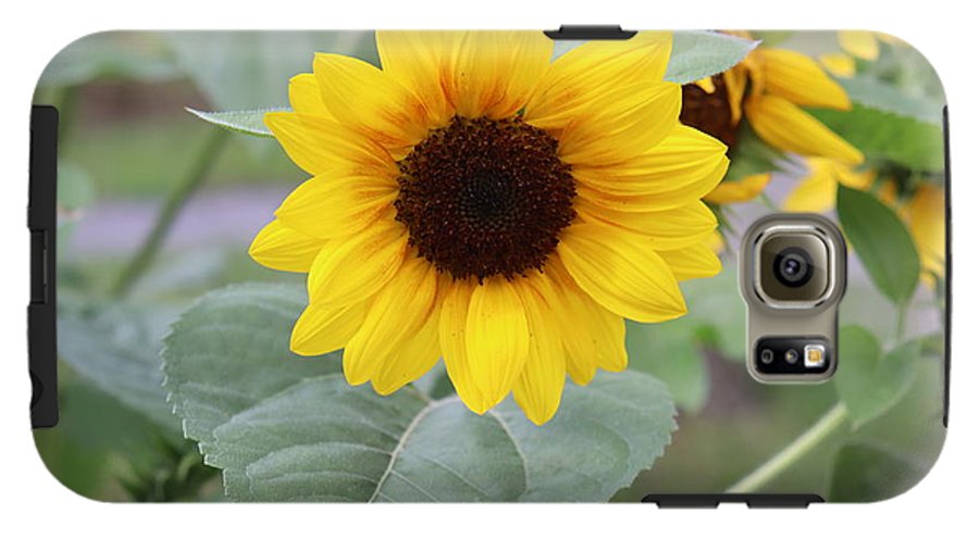 Sunflower Glory - Phone Case - Customizable