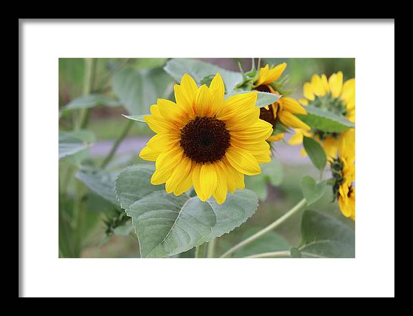 Sunflower Glory - Framed Print - Customizable