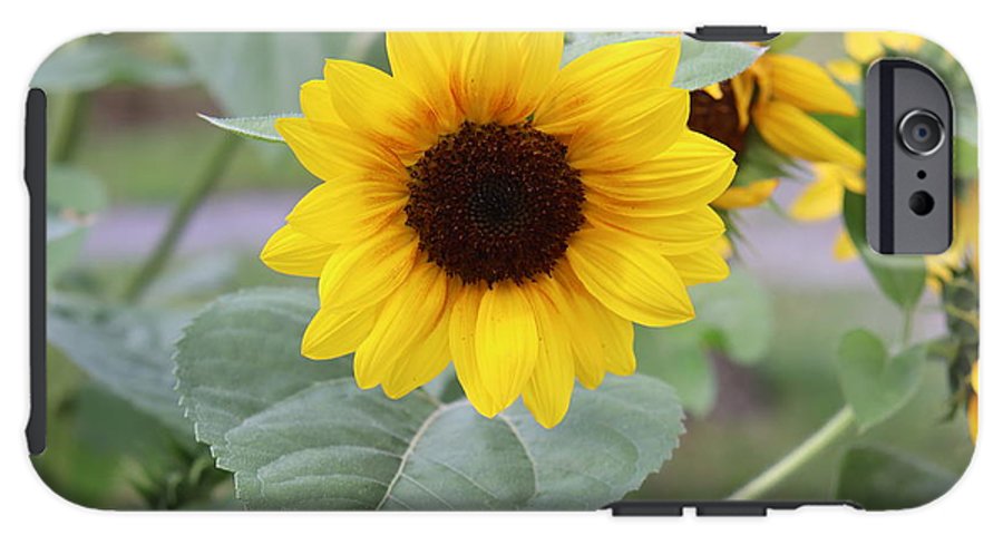 Sunflower Glory - Phone Case - Customizable