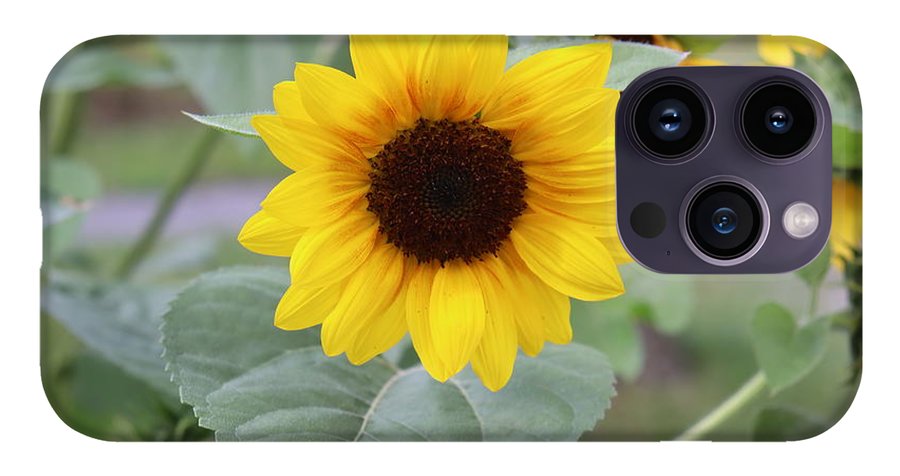 Sunflower Glory - Phone Case - Customizable