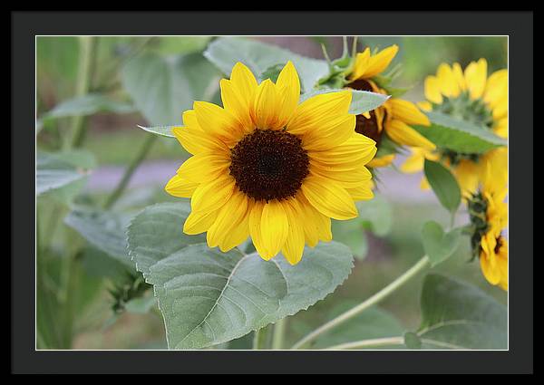 Sunflower Glory - Framed Print - Customizable