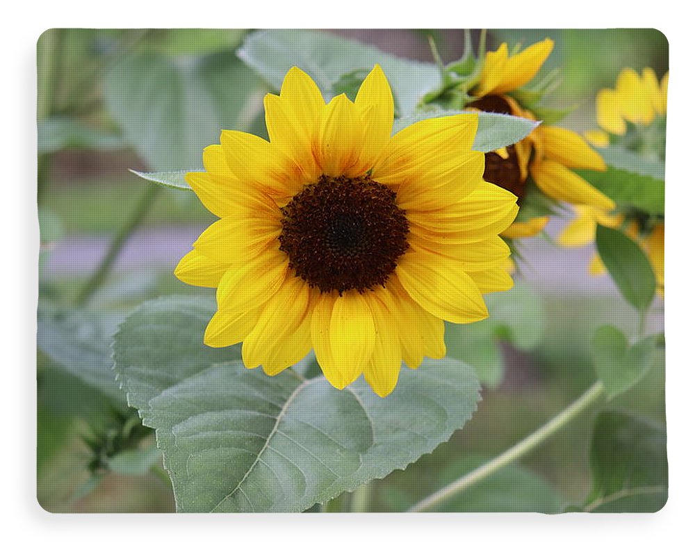 Sunflower Glory - Blanket - Customizable