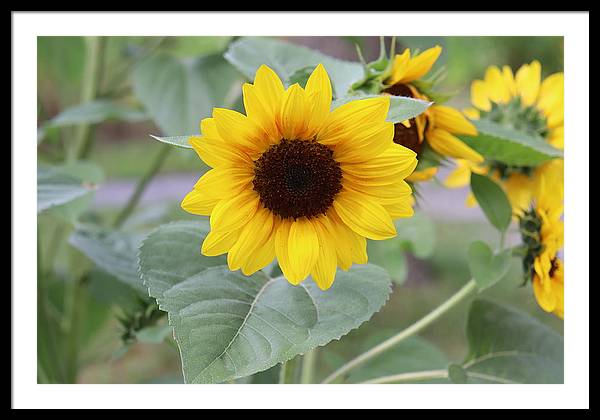 Sunflower Glory - Framed Print - Customizable