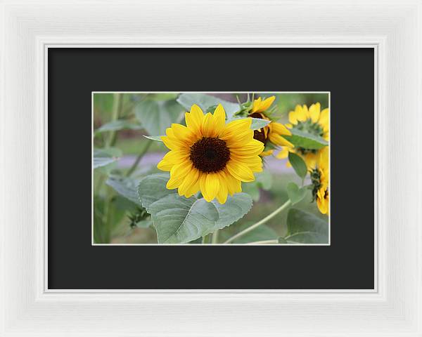 Sunflower Glory - Framed Print - Customizable