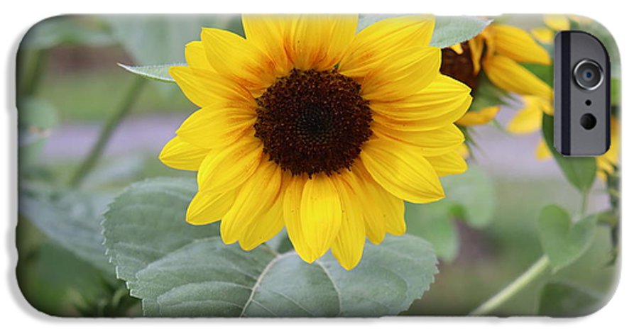 Sunflower Glory - Phone Case - Customizable