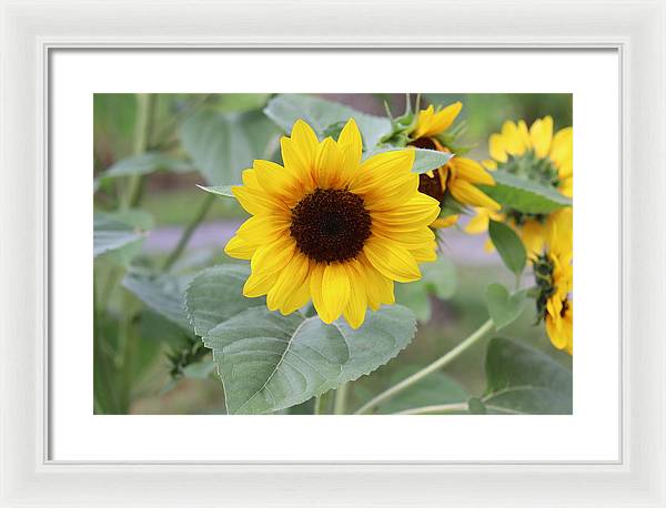 Sunflower Glory - Framed Print - Customizable