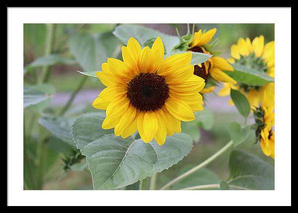 Sunflower Glory - Framed Print - Customizable