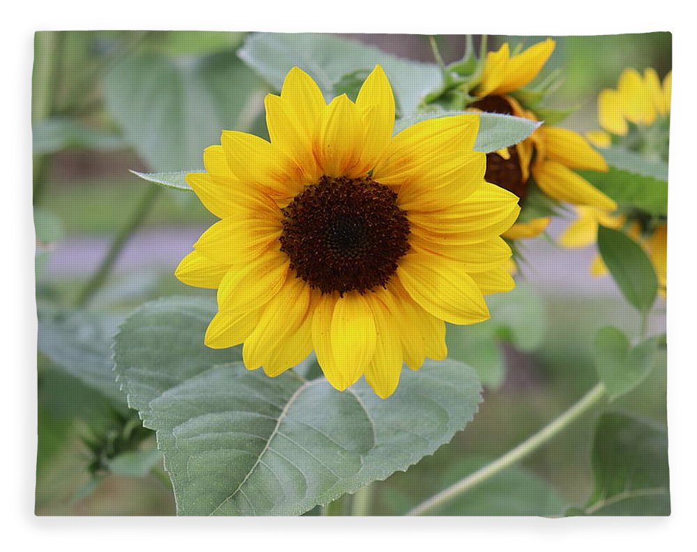 Sunflower Glory - Blanket - Customizable