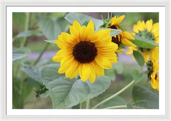 Sunflower Glory - Framed Print - Customizable