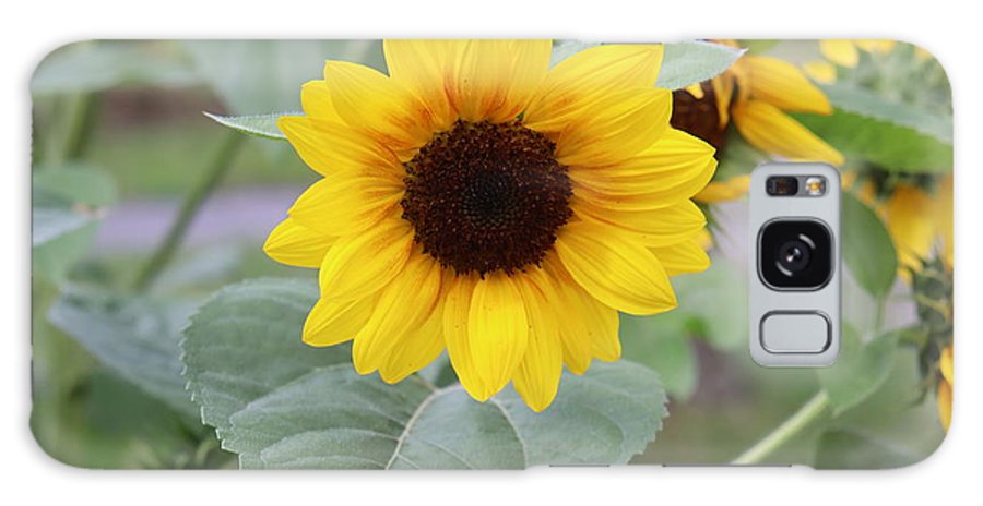 Sunflower Glory - Phone Case - Customizable