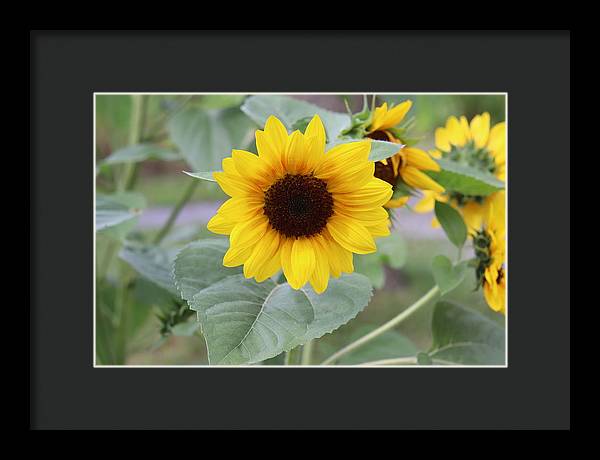 Sunflower Glory - Framed Print - Customizable