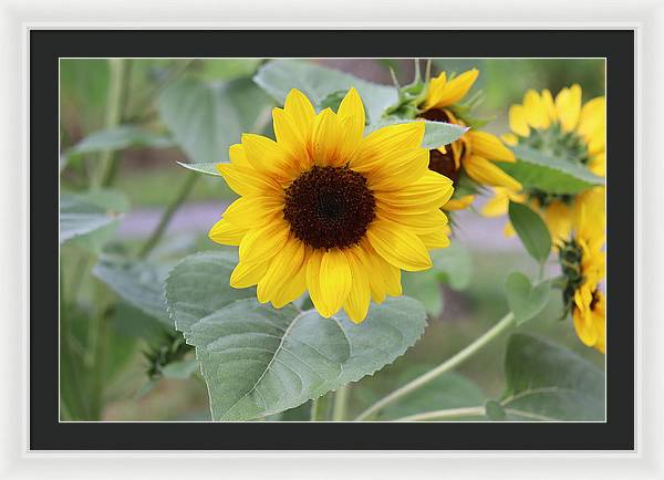 Sunflower Glory - Framed Print - Customizable