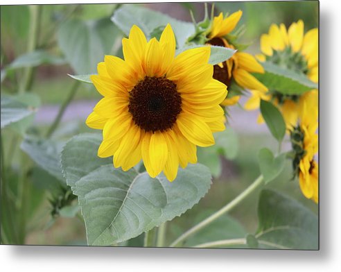 Sunflower Glory - Metal Print - Customizable