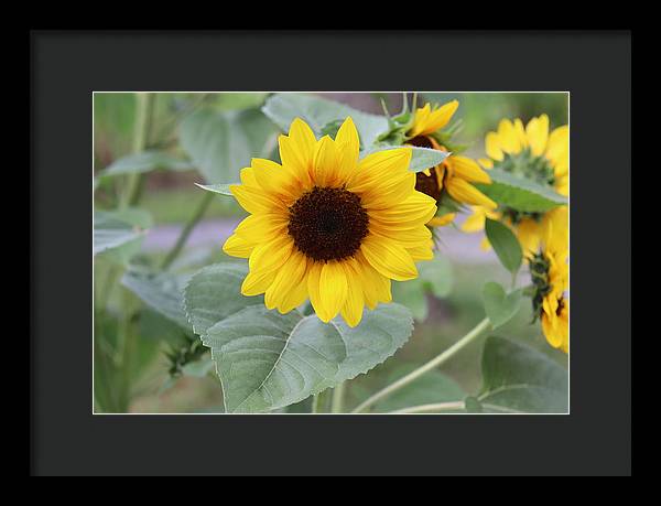 Sunflower Glory - Framed Print - Customizable