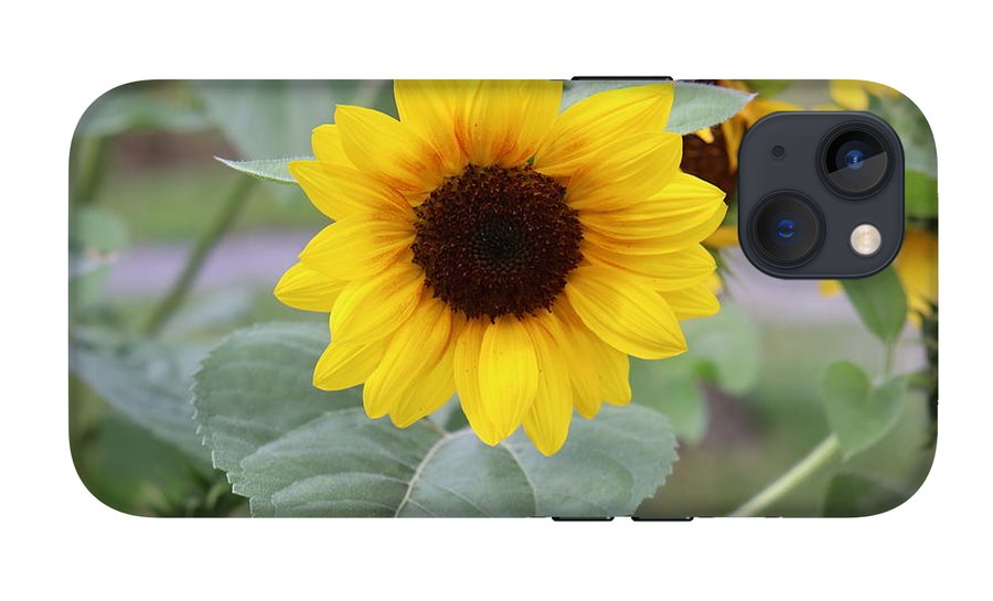 Sunflower Glory - Phone Case - Customizable