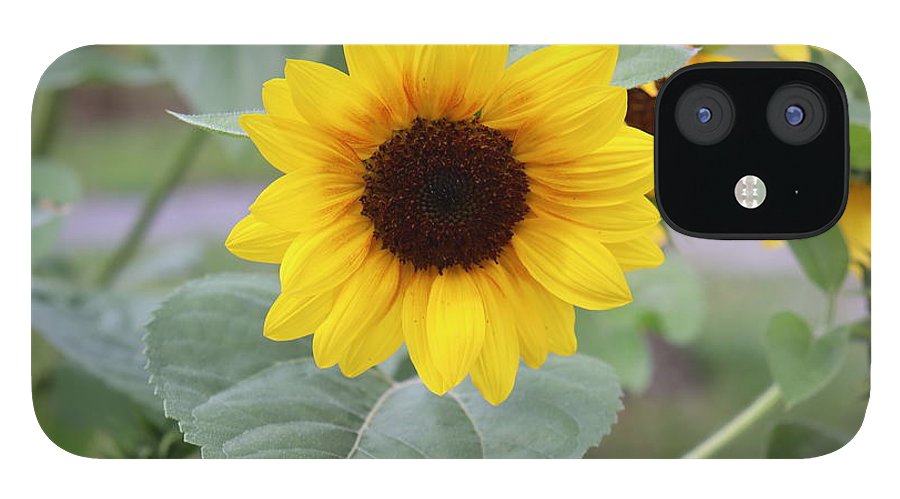 Sunflower Glory - Phone Case - Customizable