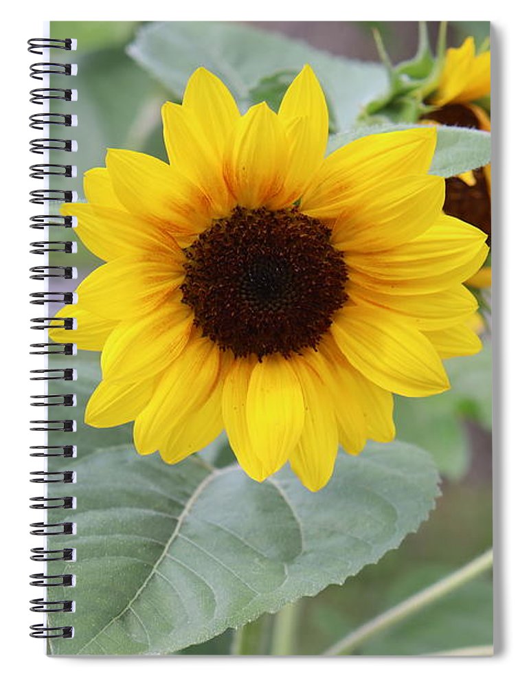 Sunflower Glory - Spiral Notebook - Customizable