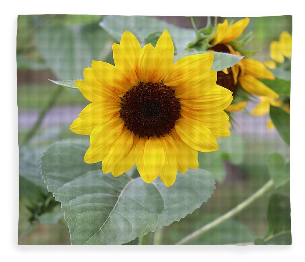 Sunflower Glory - Blanket - Customizable