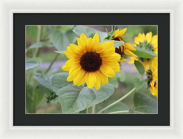 Sunflower Glory - Framed Print - Customizable