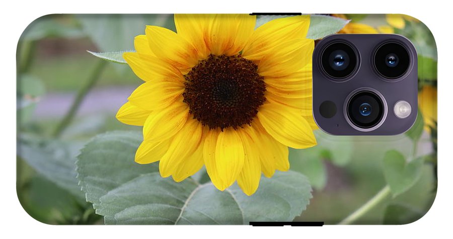 Sunflower Glory - Phone Case - Customizable