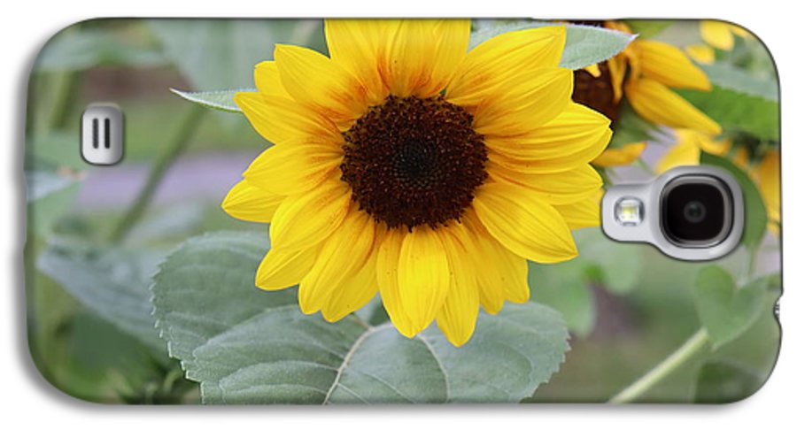 Sunflower Glory - Phone Case - Customizable