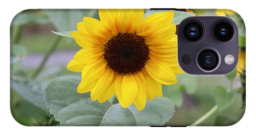 Sunflower Glory - Phone Case - Customizable