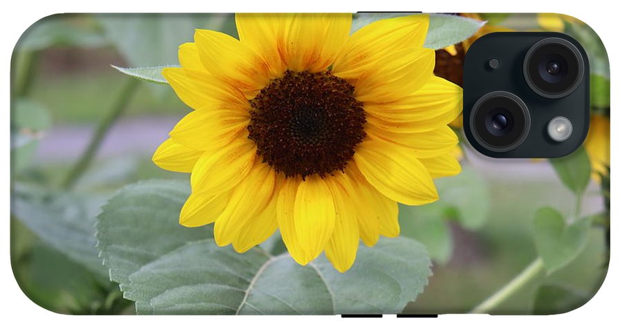 Sunflower Glory - Phone Case - Customizable