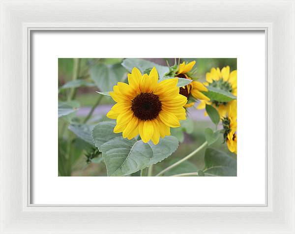 Sunflower Glory - Framed Print - Customizable