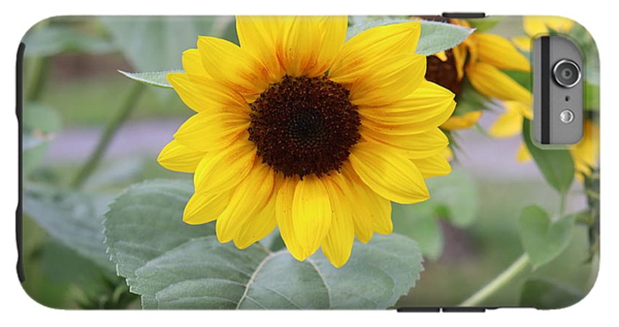 Sunflower Glory - Phone Case - Customizable