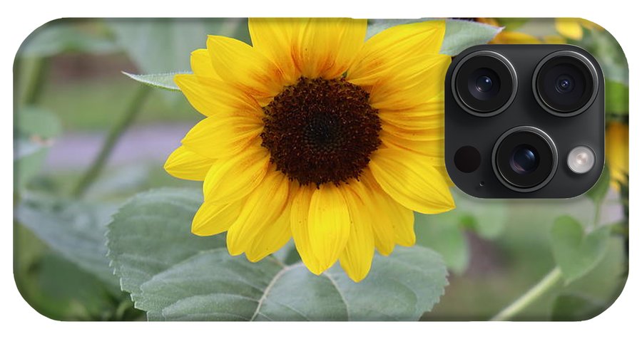 Sunflower Glory - Phone Case - Customizable