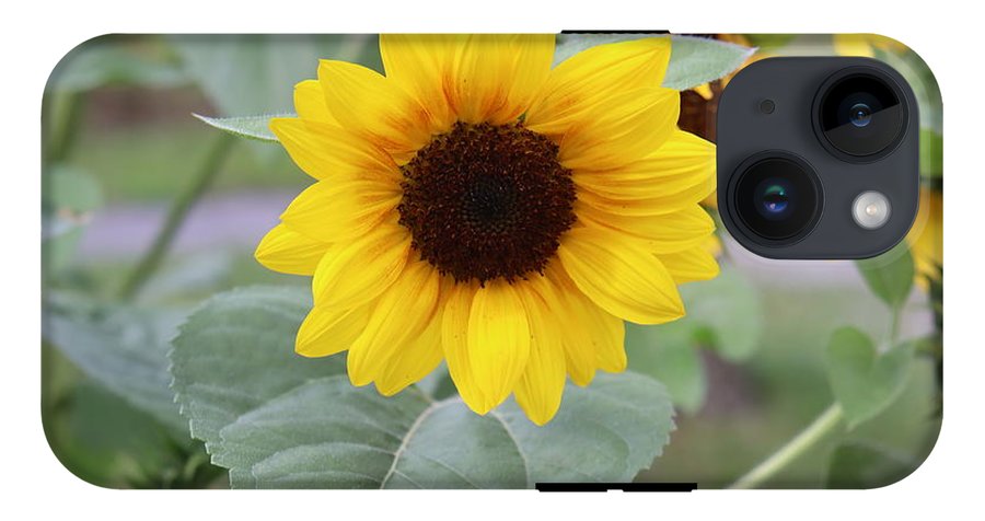 Sunflower Glory - Phone Case - Customizable