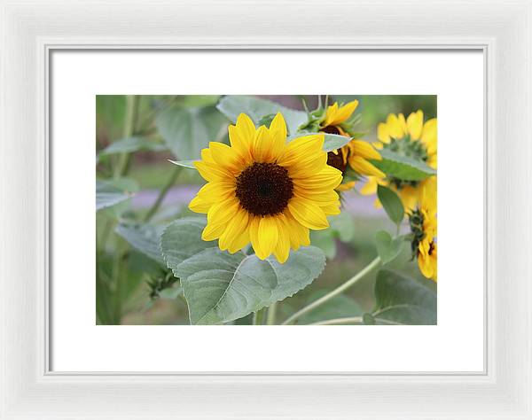 Sunflower Glory - Framed Print - Customizable