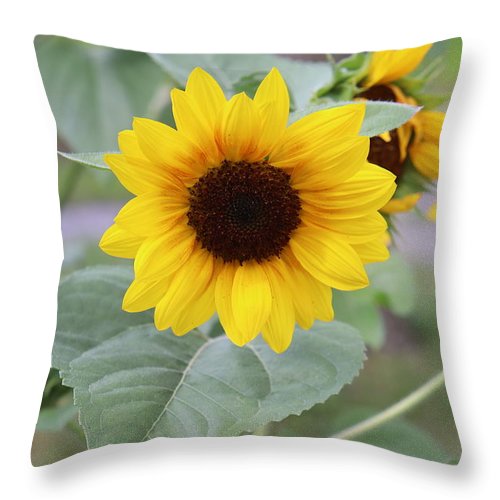 Sunflower Glory - Throw Pillow - Customizable