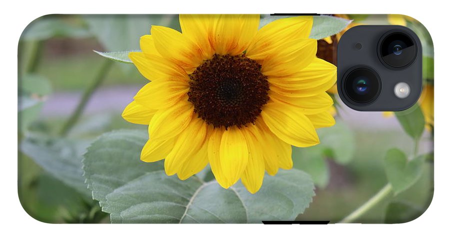 Sunflower Glory - Phone Case - Customizable